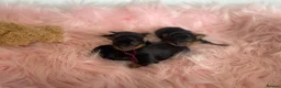 Yorkshire Terrier dogs for sale: ❤️ Beautiful Yorkshire Terrier Puppies ❤️ - Advert 5