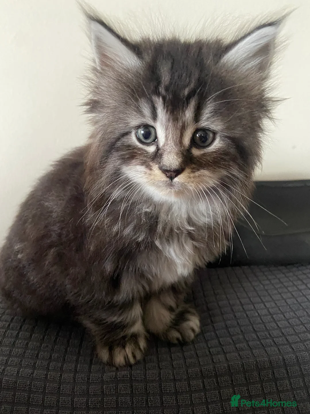 Mixed Breed cats for sale: Maine Coon/Siberian Mix Kittens - Advert 2