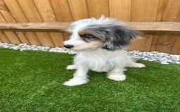 Cavapoo dogs for sale: REDUCED - Adorable Home-Raised Cavapoo Puppies in London - Image 1