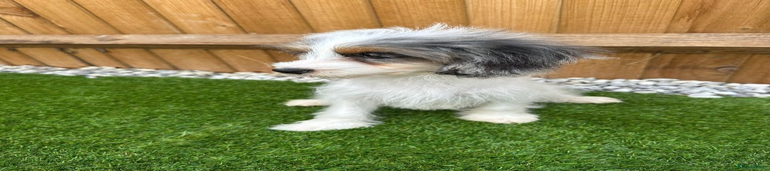 Indigo - Merle girl straight haired puppy 