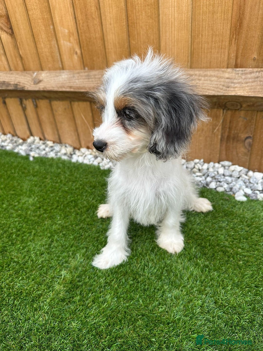 Cavapoo dogs for sale: REDUCED - Adorable Home-Raised Cavapoo Puppies in London - Image 1