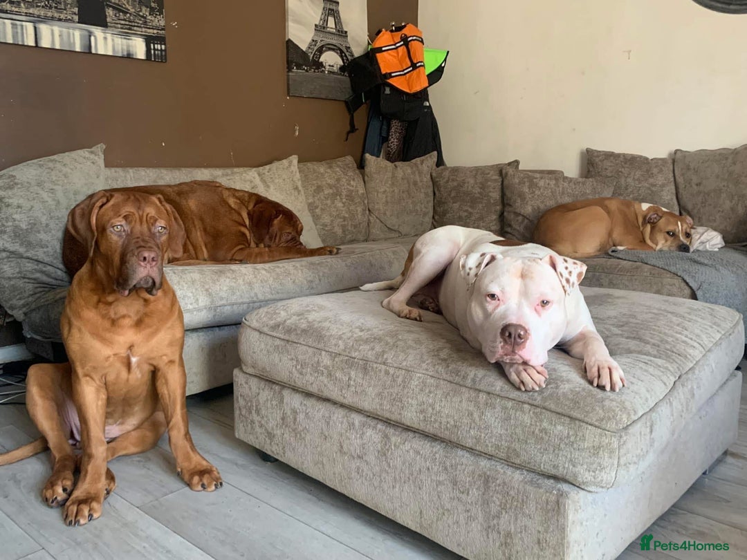 American Bully dogs for sale: Boss  - Image 3