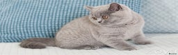 British Shorthair cats for sale: British Shorthair Kittens - Advert 7