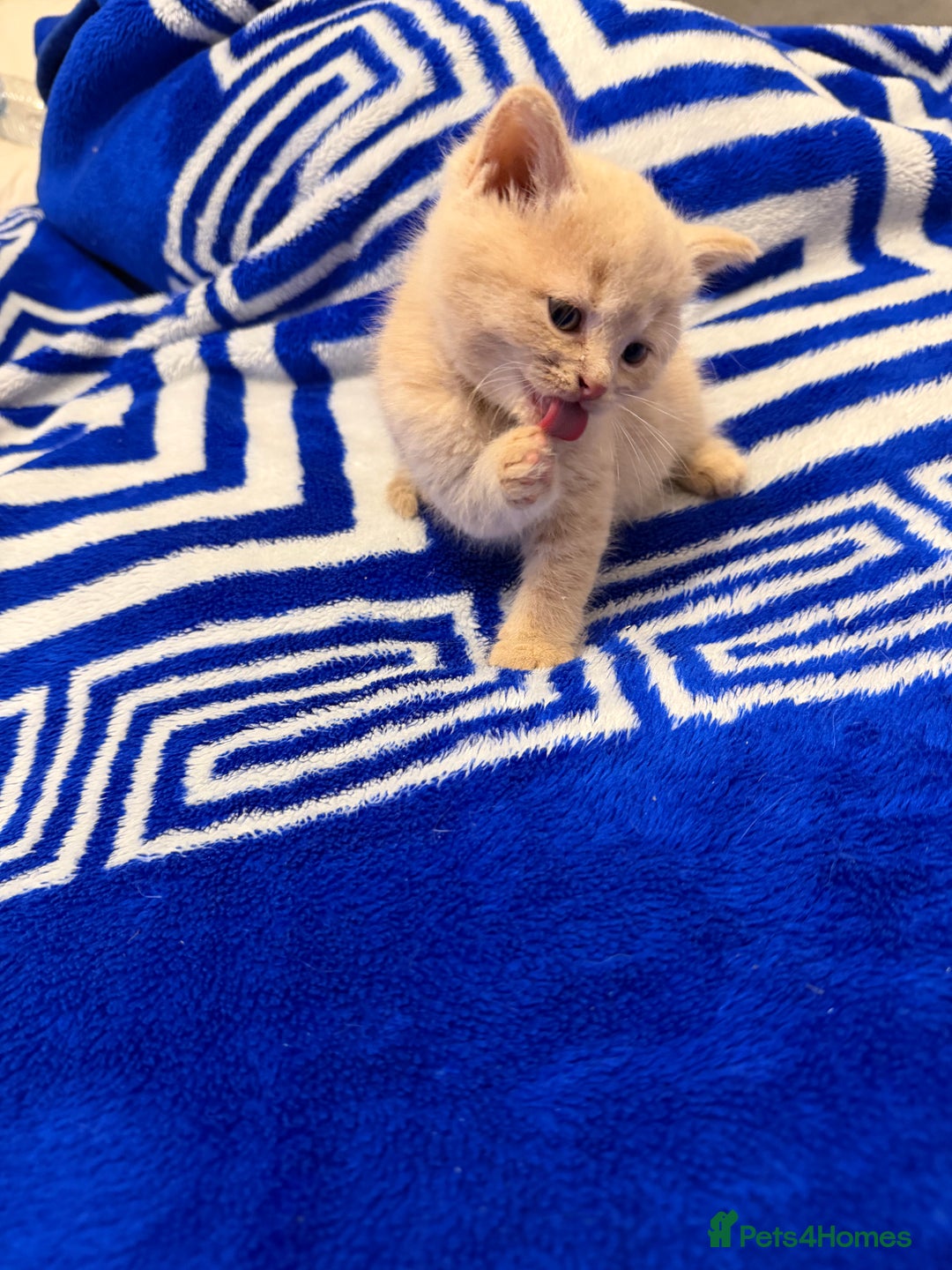 Mixed Breed cats for sale: 5 beautiful kitties  - Advert 17