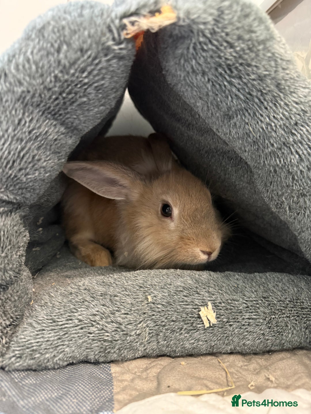 Mixed Breed rabbits for sale: One male rabbit  - Image 3