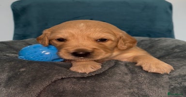 Golden Retriever dogs - Advert 3