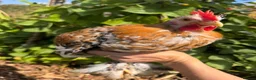 Chickens poultry for sale: Beautiful Pekin Bantam looking for home  - Advert 3