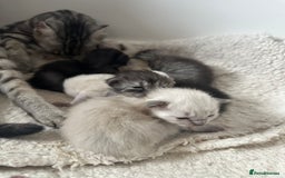 Ragdoll cats for sale: RAGDOLL X KITTENS  - Image 32