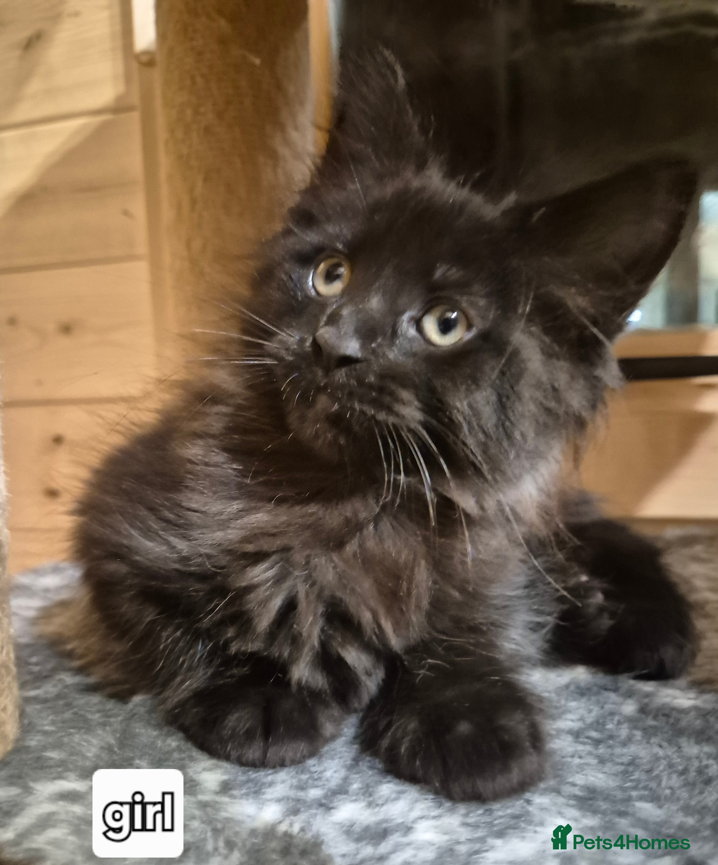 Maine Coon cats Mein Con - Advert 8