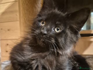 Maine Coon cats Mein Con - Advert 5