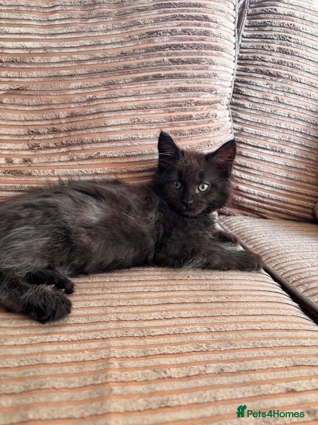 Maine Coon cats for sale: FEMALE READY NOW Black Smoke Maine Coon  - Advert 1