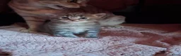 Mixed Breed cats for sale: 2 beautiful kittens for sale - Advert 6