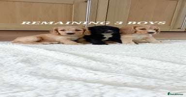 Cocker Spaniel dogs - Advert 8