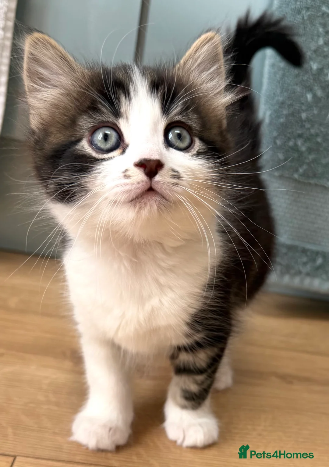 Mixed Breed cats for sale: Gorgeous Tabby Girl looking for home💕💕💕 - Advert 9