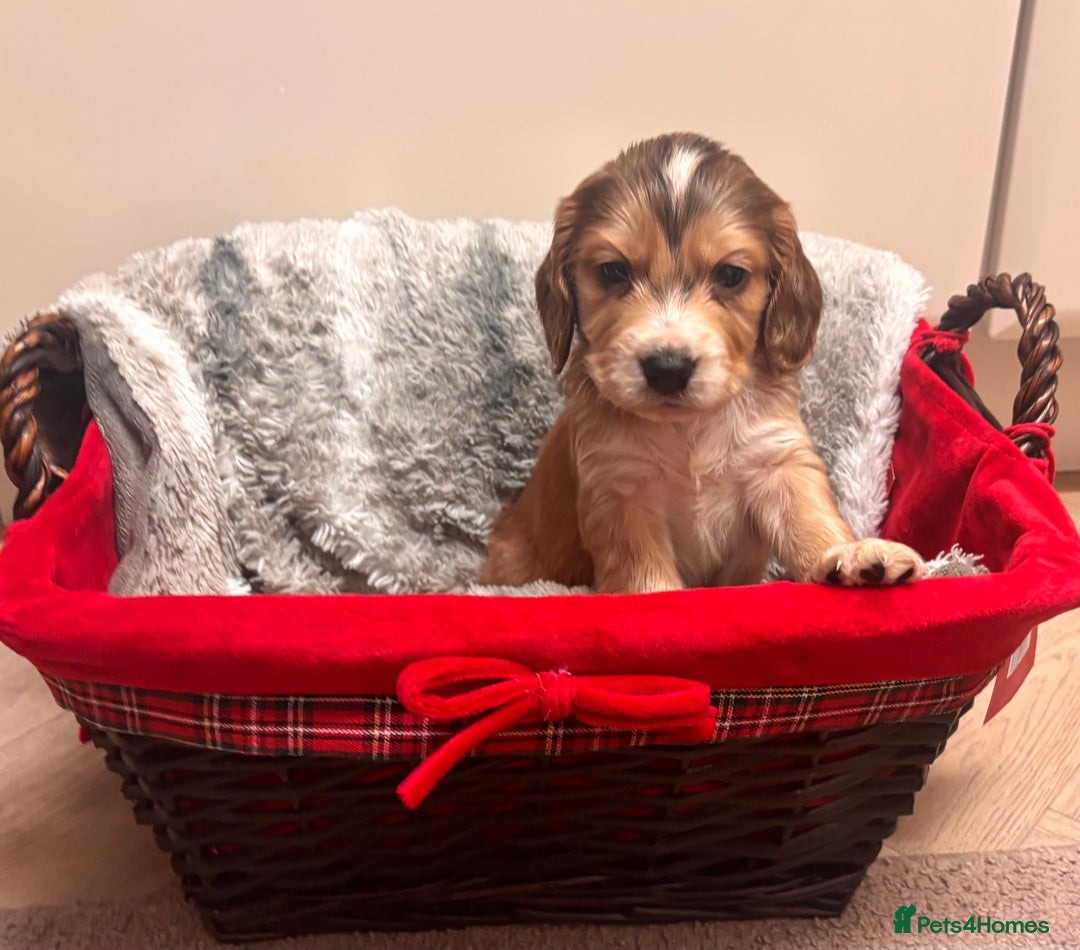 Cocker Spaniel dogs for sale: Cocker Spaniel Puppies - Advert 6