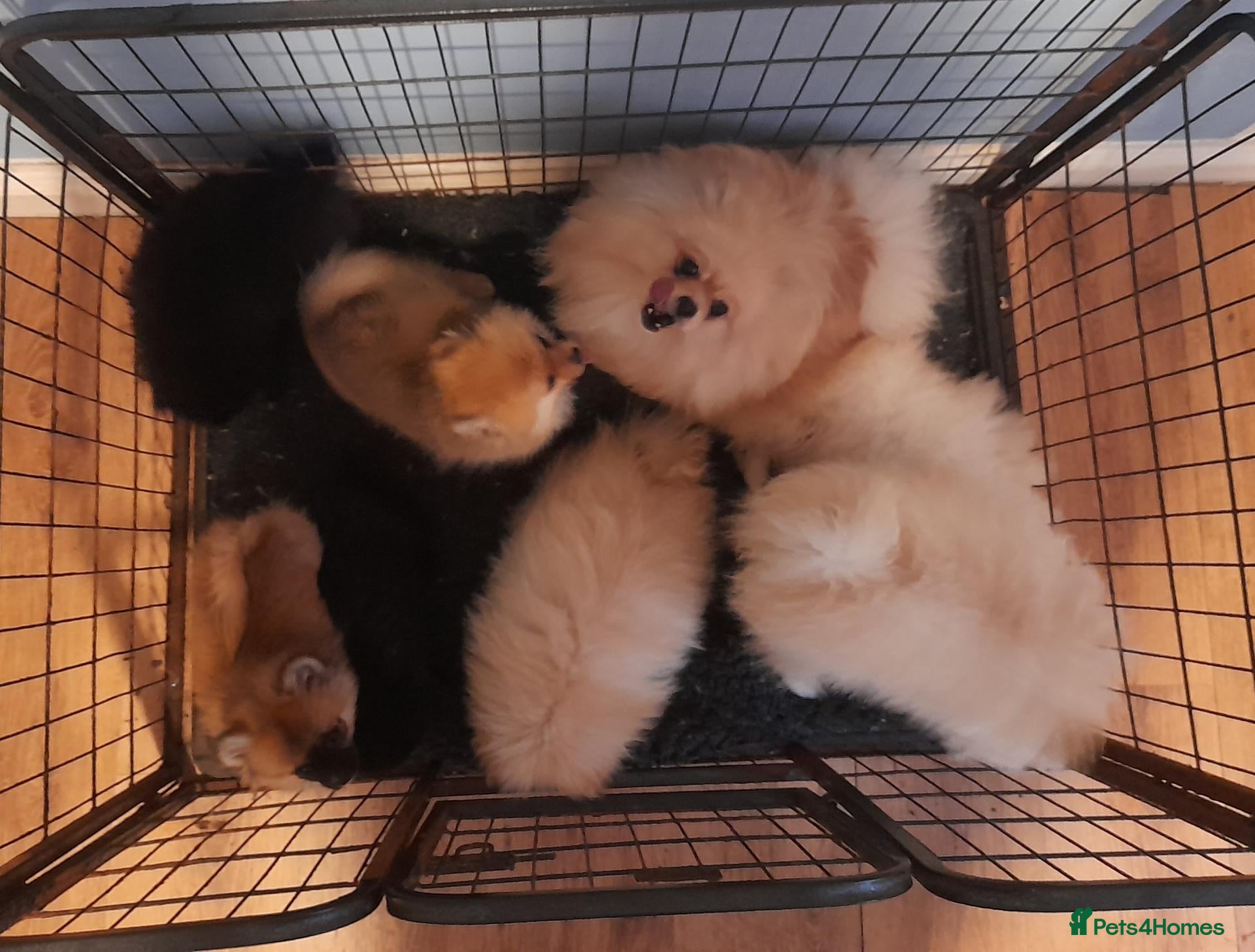 Pomeranian dogs Pomeranian puppies  - Advert 1