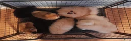 Pomeranian dogs for sale: Pomeranian puppies  - Advert 8