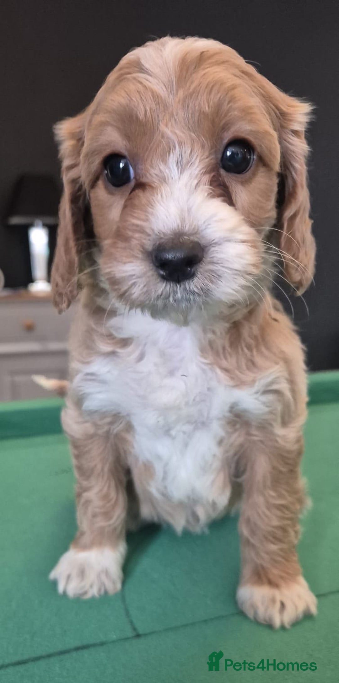 Cockapoo dogs for sale: Cockapoo - Image 9