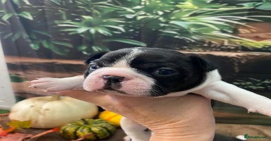 Boston Terrier dogs - Advert 10