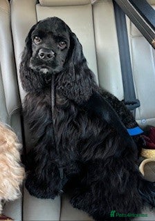 American Cocker Spaniel dogs KC PROVEN American Cocker Spaniel Stud (0.1% COI) in Stafford - Advert 1