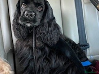 American Cocker Spaniel dogs in Stafford - Advert 1