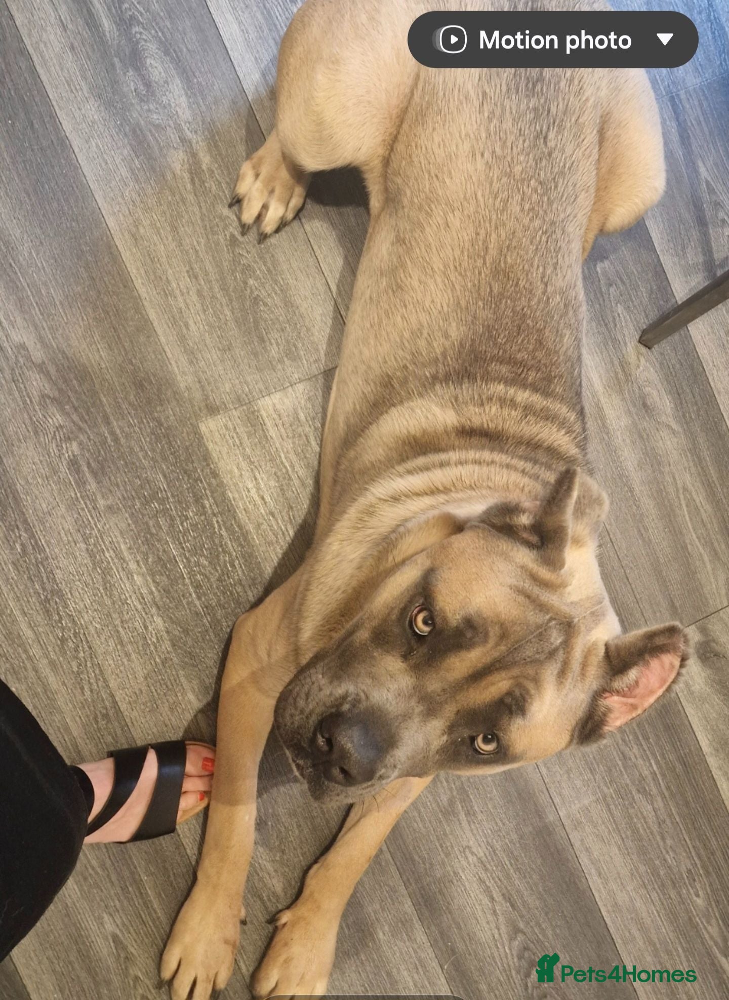 Cane Corso dogs Beautiful female Cane Corso - Advert 4