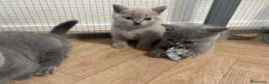 British Shorthair 6