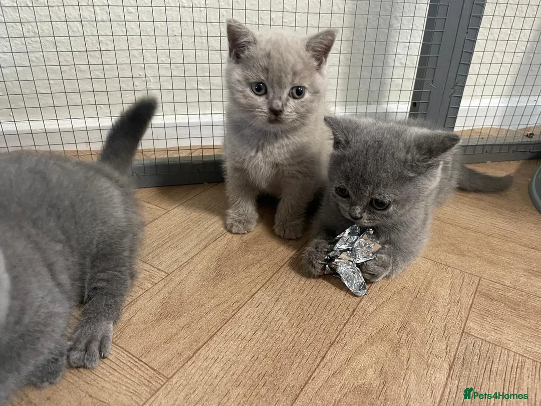 British Shorthair cats for sale: GCCF British Shorthair Kittens – Blue & Lilac - Advert 2