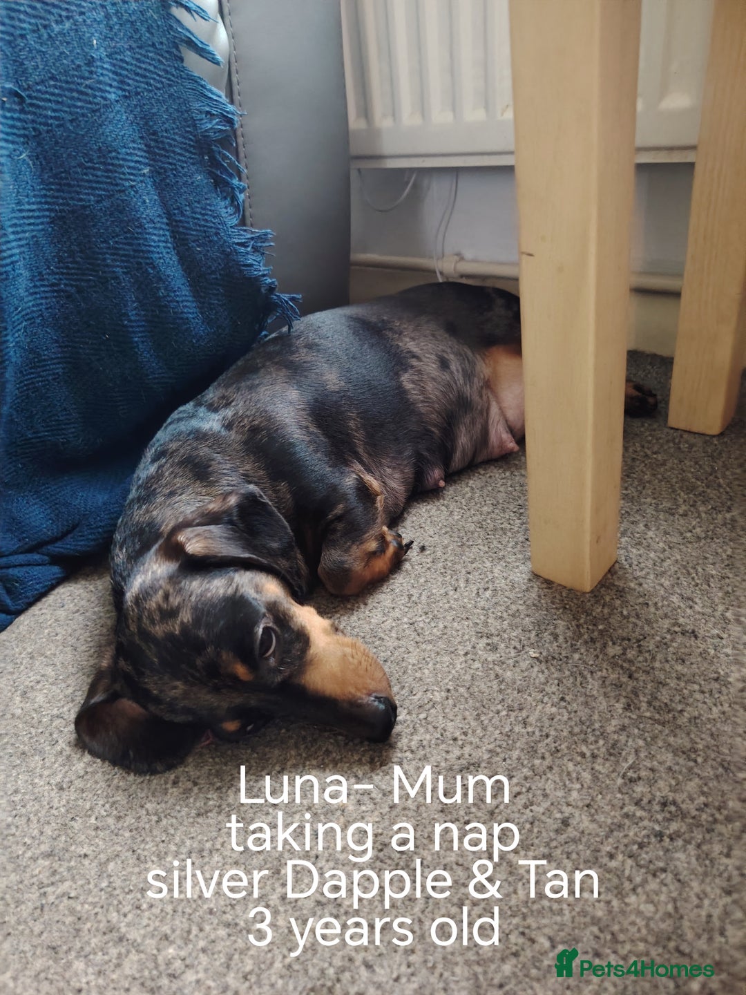 Miniature Dachshund dogs for sale: KC Register miniature dachshunds smooth coat - Image 4