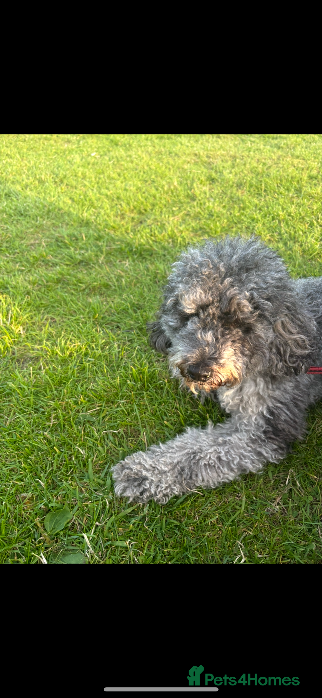Cockapoo dogs for sale: Two beautiful girls  💞 - Image 2