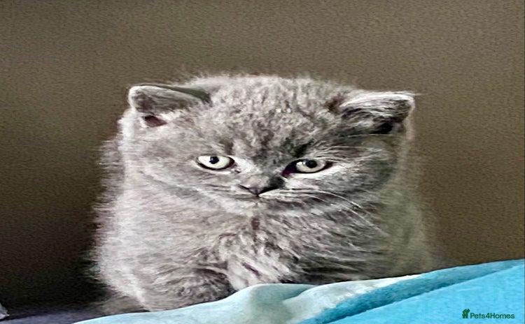 British Shorthair cats - Advert 24