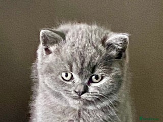 British Shorthair cats - Advert 14