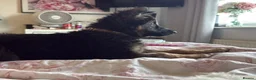 German Shepherd dogs for sale: Chunky beautiful German shepherd pup  - Advert 10