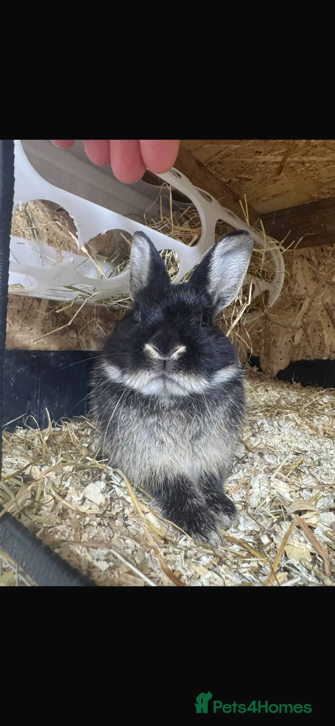 Netherland Dwarf rabbits for sale: Black otter  - Advert 2