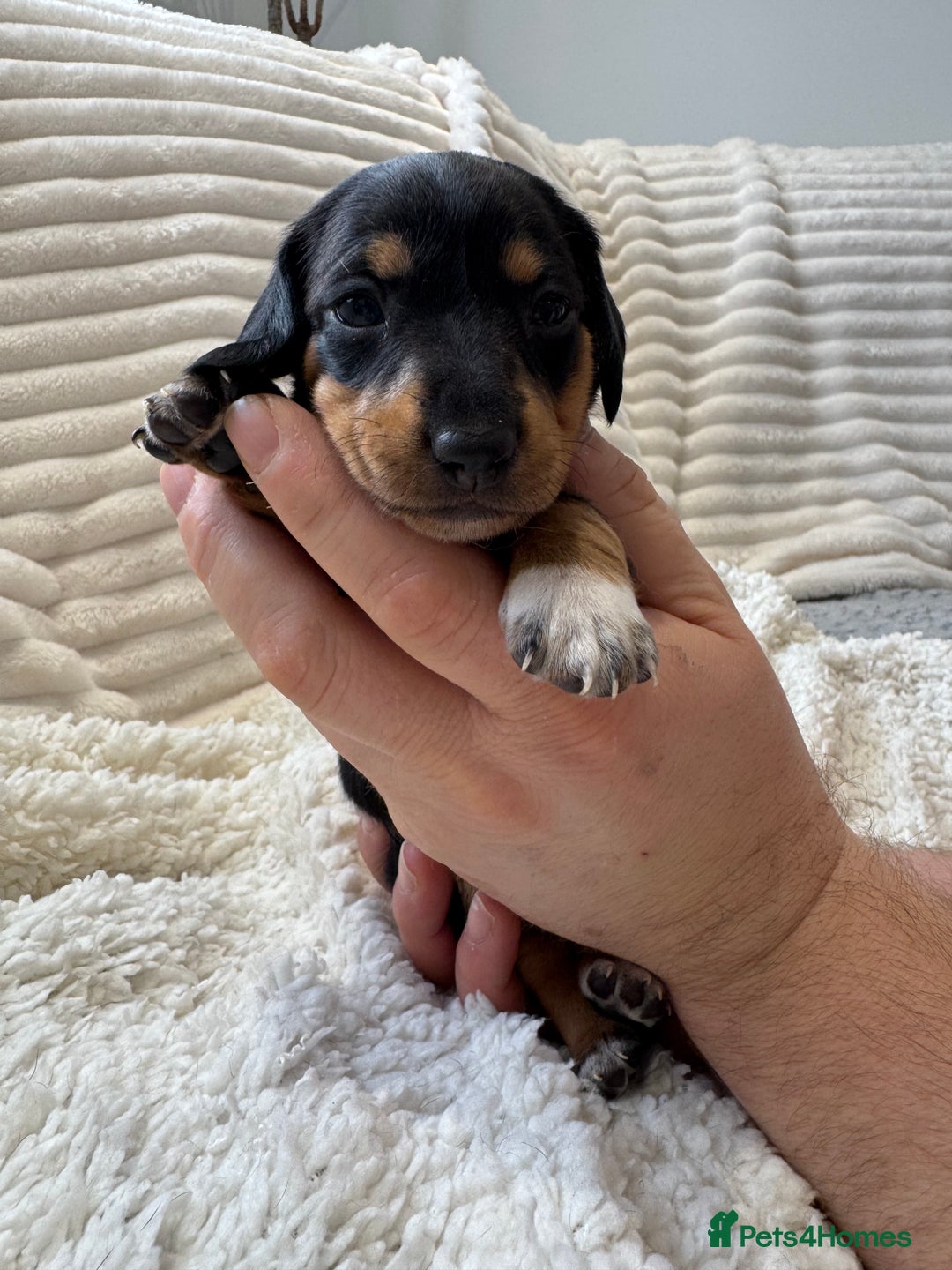 Dachshund dogs for sale: 6 Stunnig Standard Dachshund Puppies - Advert 10