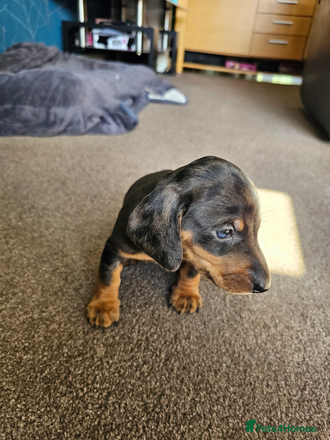 Dachshund dogs for sale: Adorable Dachshund Puppies - 1 Girl & 2 Boys - Image 2