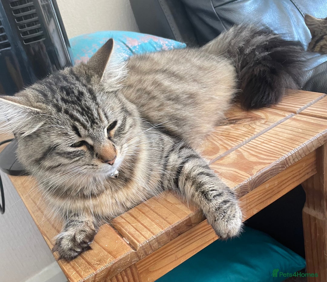 Maine Coon cats for sale: Maine Coon cross cat  - Image 4