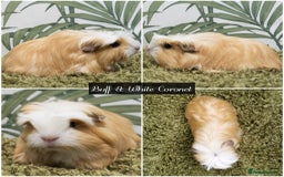 Guinea Pig rodents for sale: Baby long haired guinea pigs in Roche, Cornwall - Image 4