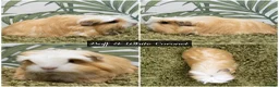 Guinea Pig rodents for sale: Baby long haired guinea pigs in Roche, Cornwall - Advert 4