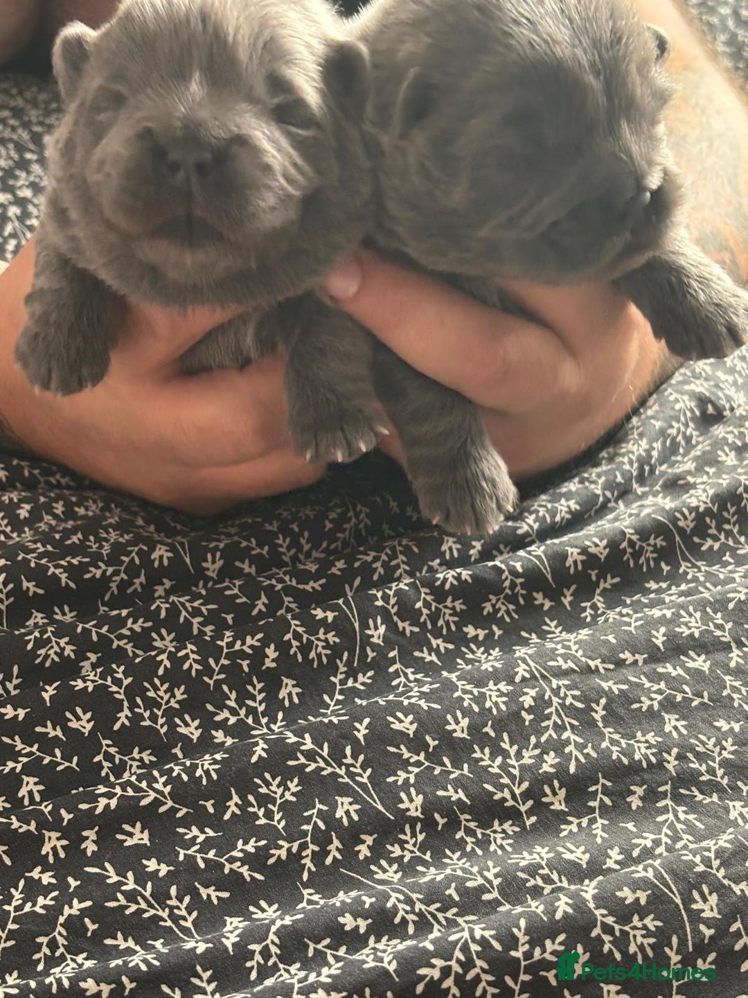 Chow Chow dogs for sale: Beautiful blue chow chow litter 💙 - Image 5