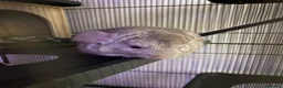 Chinchilla rodents for sale: Two Male chinchillas  in Pontypridd - Advert 9