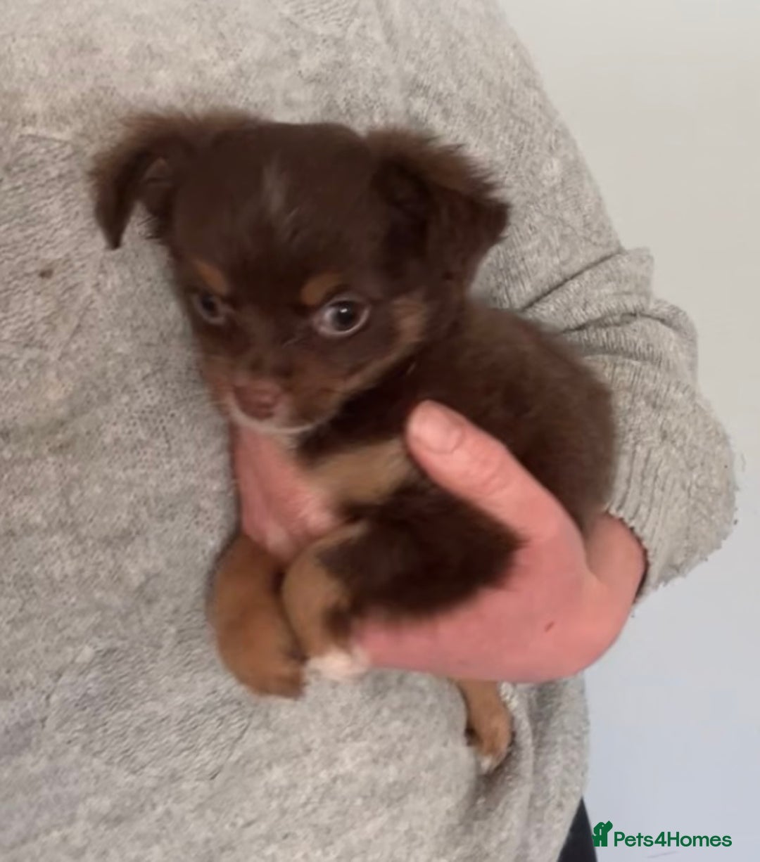 Chihuahua dogs for sale: Last chihuahua girl - READY NOW  - Advert 5