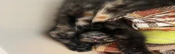 Domestic Shorthair cats for adoption: 2x gorgeous female rescue kittens need homes - Advert 7