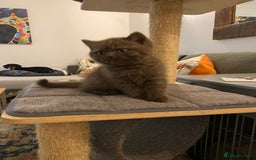 British Shorthair cats for sale: **SOLD ** British Shorthair Chocolate Male  - Image 4