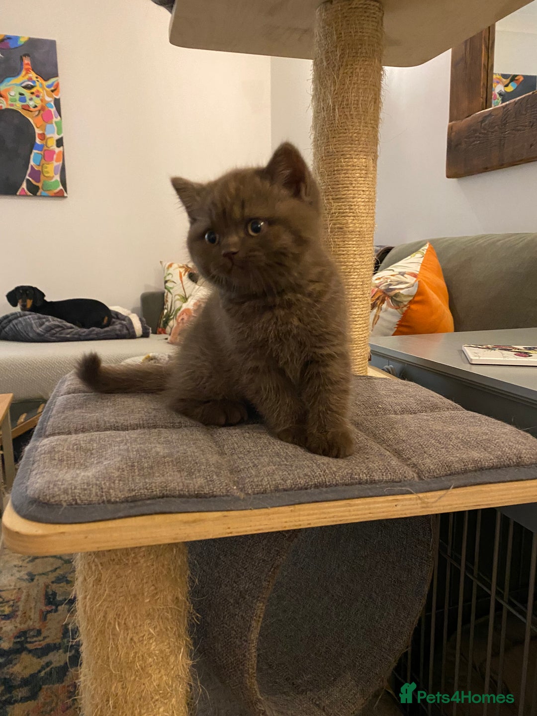British Shorthair cats for sale: **SOLD ** British Shorthair Chocolate Male  - Image 4