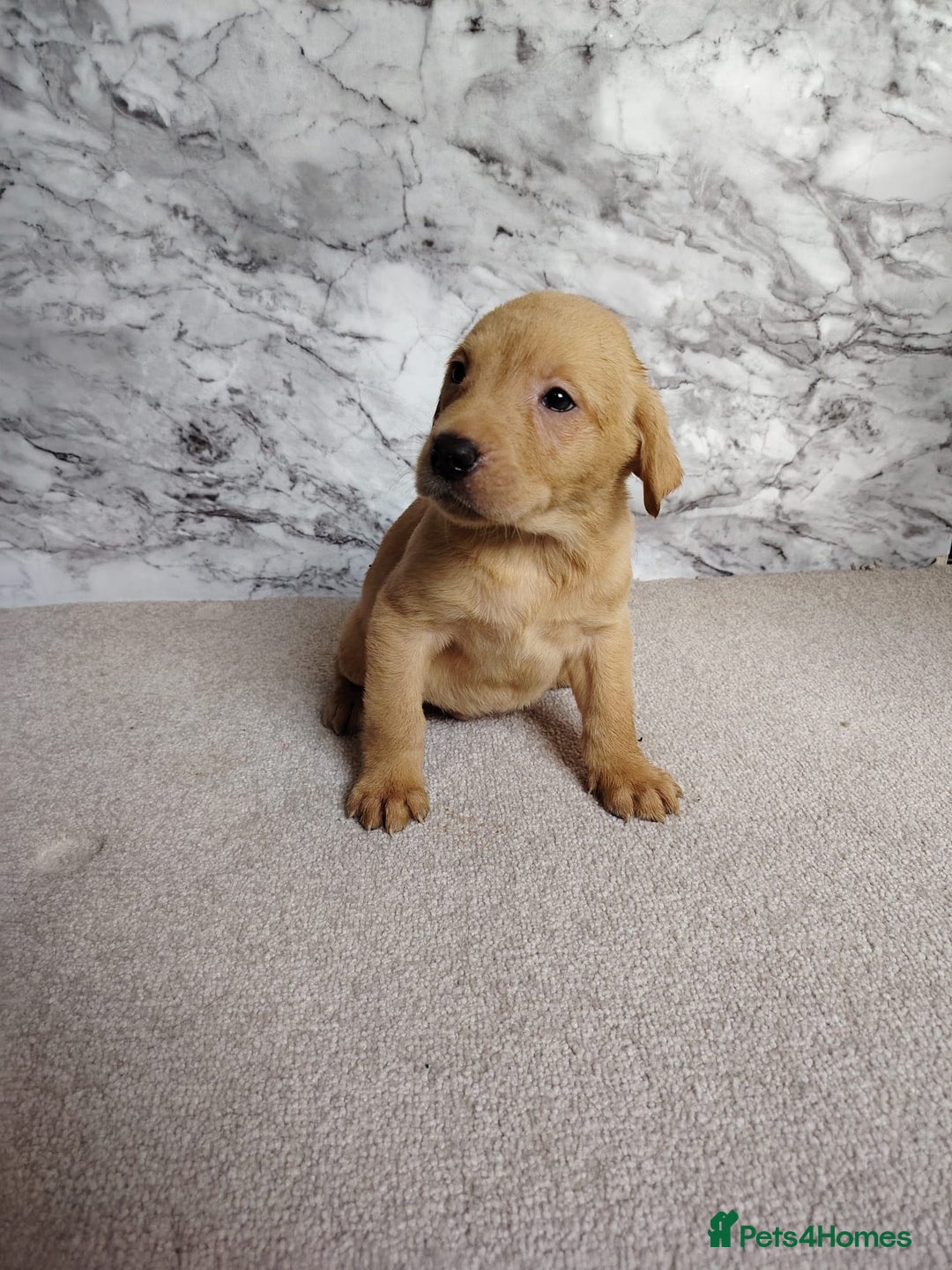 Labrador Retriever dogs for sale: Labrador puppies  - Advert 2