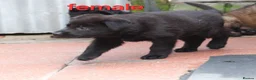 German Shepherd dogs for sale: KC REG OLD STYLE GERMAN SHEPHERD PUPPIES   - Advert 6