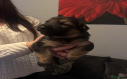 German Shepherd dogs for sale: German shepherd puppies - Image 9