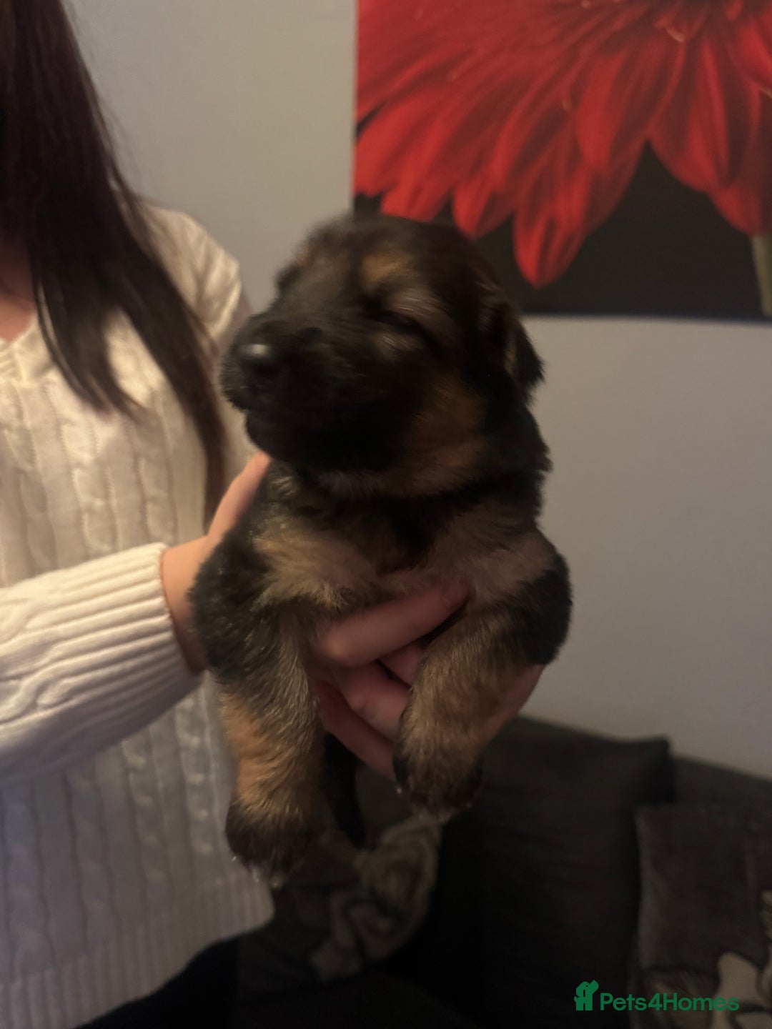 German Shepherd dogs for sale: German shepherd puppies - Image 9
