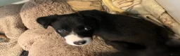 Border Collie dogs for sale: 1 Beautiful Very special border collie girl  - Advert 4